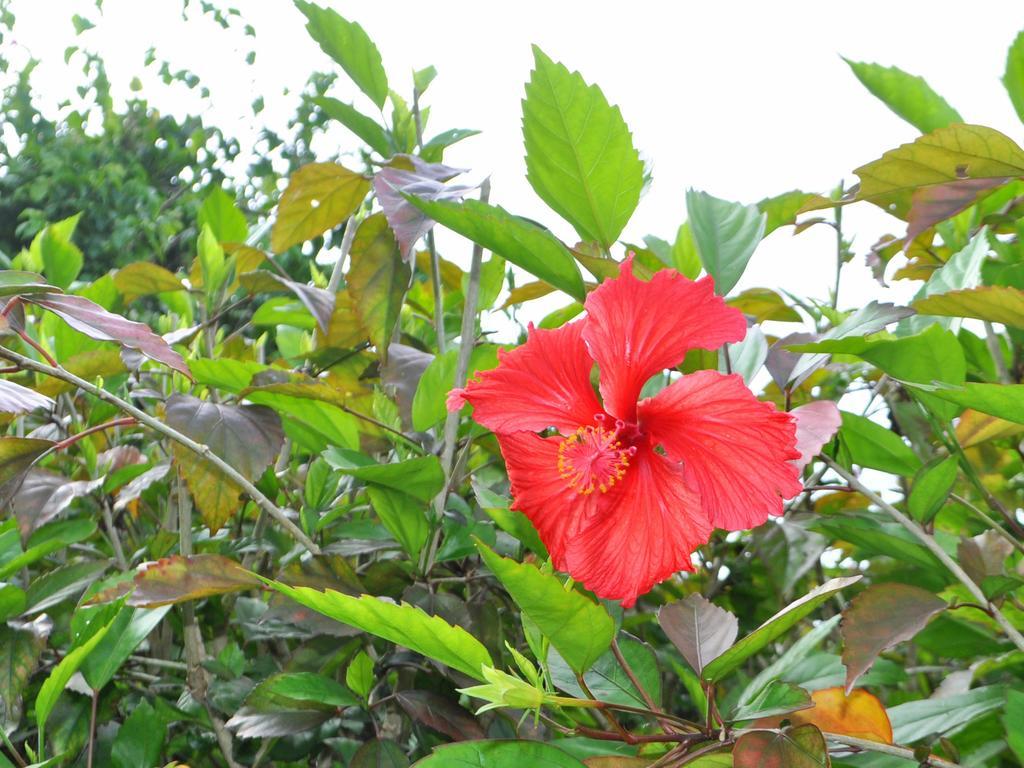 Hotel Nakijin No Yado Hibiscus Esterno foto
